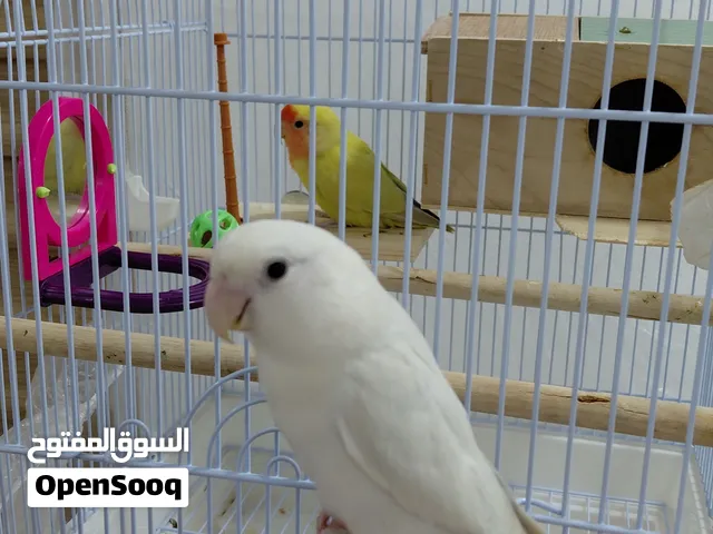 طيور روز للبيع
