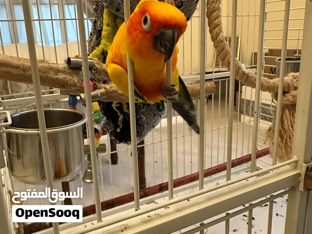 زوج الصن كنيور