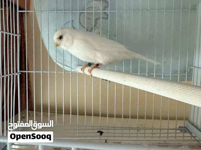 الماني زوج الكناري الجميل . عام هاتش 2024. زوج صحي مع ذكر الغناء