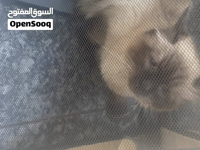 شانشيلا انثى