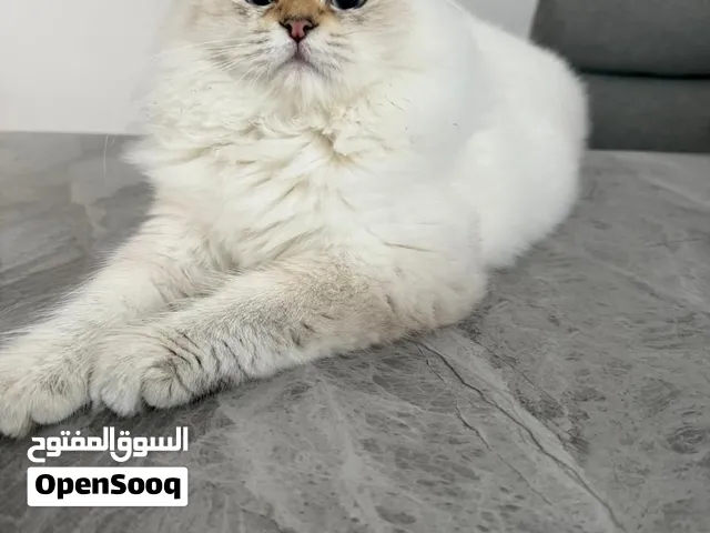 قطة سكوتش وهملايا 7 شهور