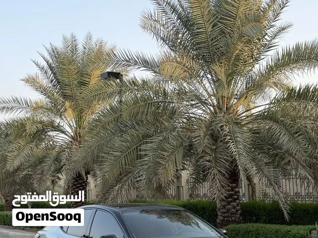 Used Toyota Camry in Al Batinah
