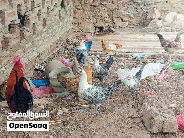 دجاج فيومي وفرنسي وعادي من 10الوحده