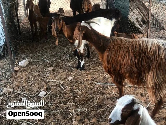 معيز وفحل للبيع