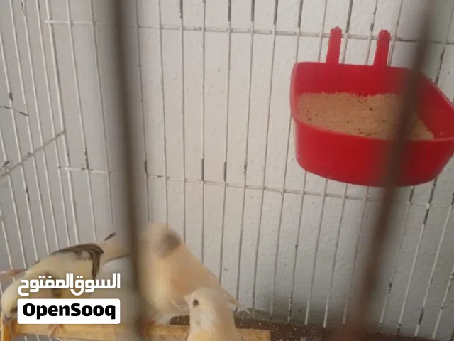 6 عصفور كناري