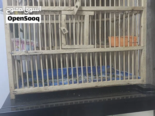 بلبل ربا للبيع هوه والقفص
