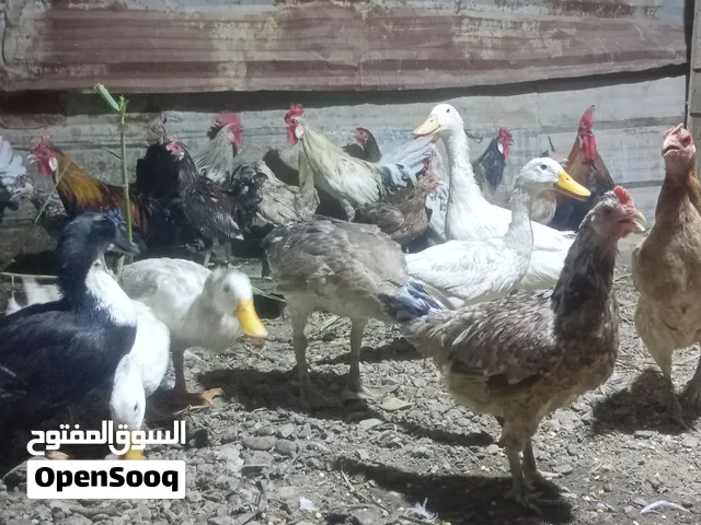 نوع كويتي وعرب وبش عرب