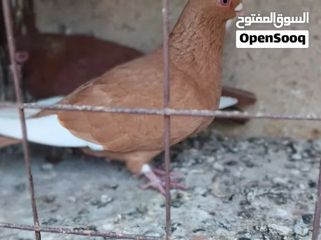 جوز حمام مسويد الفحل احمر وا الطيره صفراء شغلات مكفولات موجودات في ماركه الجنوبية السعر طري