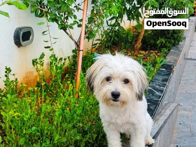 كلب منزلي زينة لطيف للبيع