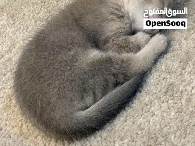 قطة بريتش شهر ونصف