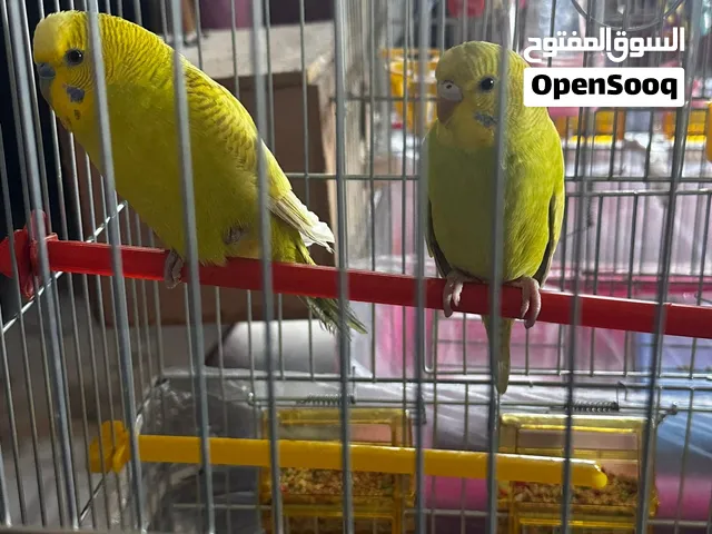طيور حب بادجي وفيشر للبيع
