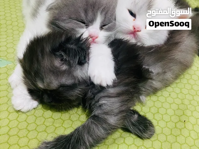 KITTENS FOR SALE(1MONTH&5DAYS)