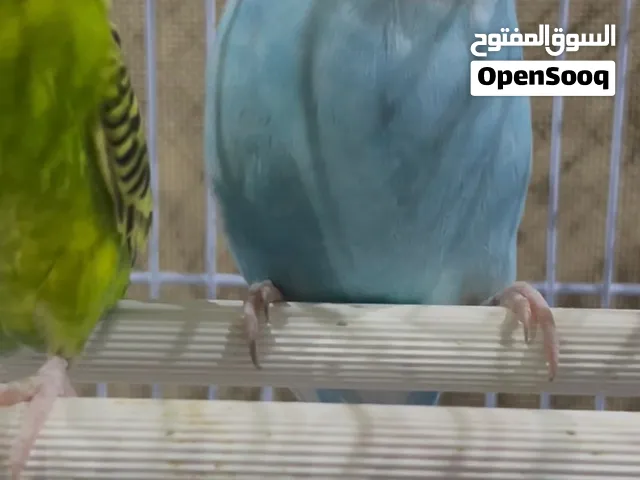 طيور بادجي
