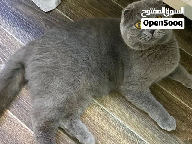 للتبني - قطة سكوتش فولد