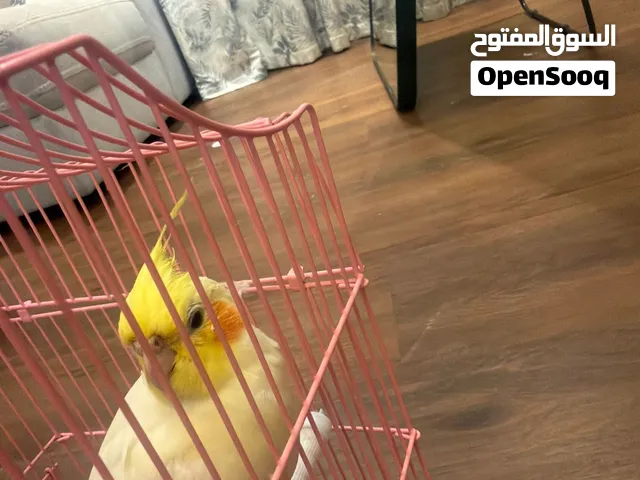 Friendly parrot