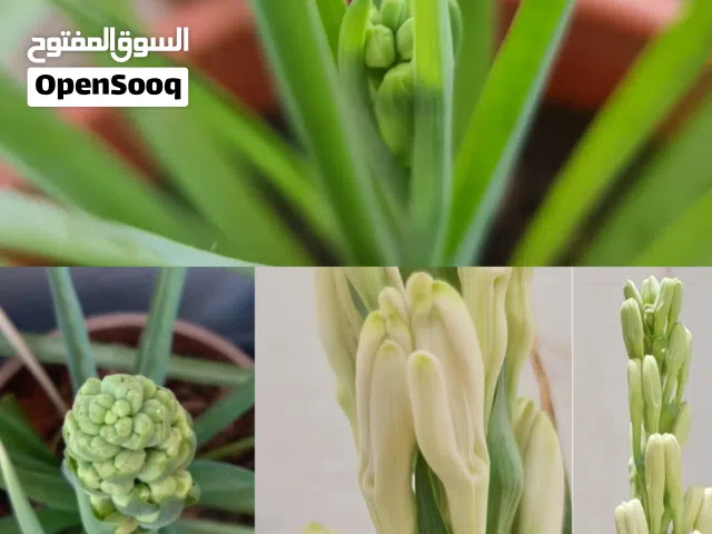 شتلات قطن مزهر - حناء - اجاف - بتونيا مكسيكية مزهرة وشتلات ازهار- صبار ألوفيرا -مسك الروم - كف مريم