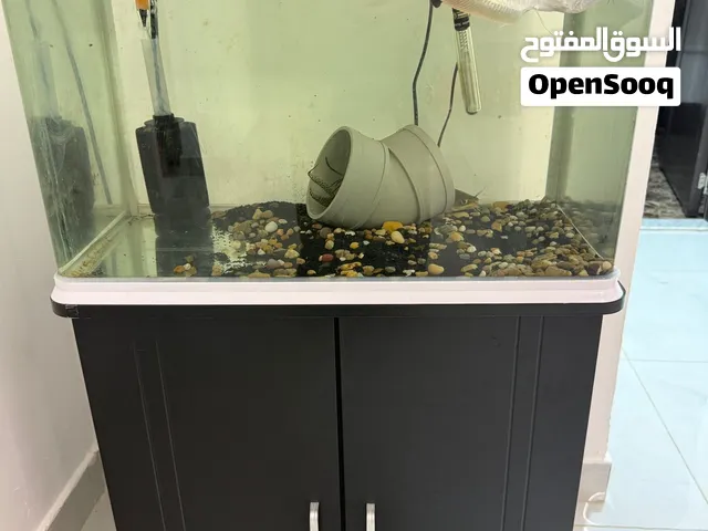 Aquarium with arrowana fish and catfish and feather fin catfish all totally 1000