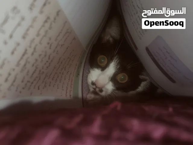قطه هجين لطيفه للتبني