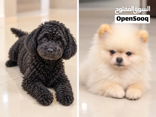 BLACK (Black poodle mix) and CHOCO (tiny white Pomeranian mix)