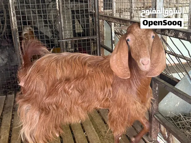 Damascus goat