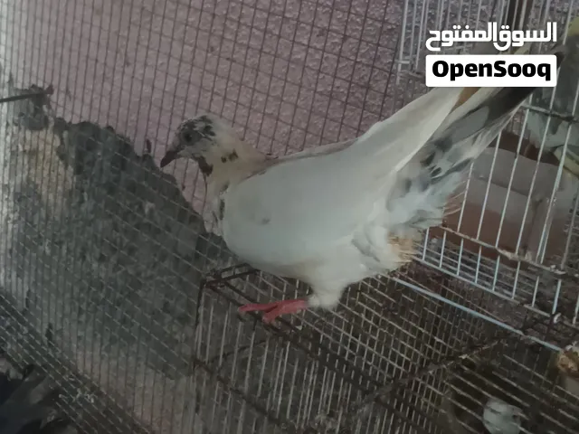 للبيع حمام