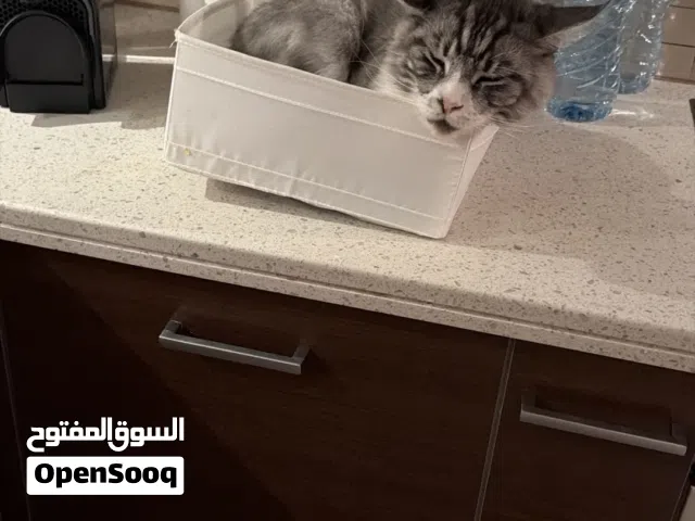 Gustavo Maine Coon Cat for adoption