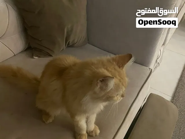قطط شيرازي