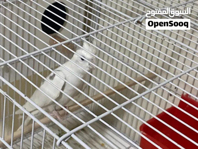طيور كوتيل السعر250  ياسين خريبط