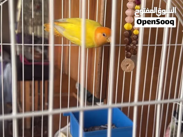 نتايه روز اوبلاين اورانج شغاله بدون نواقص