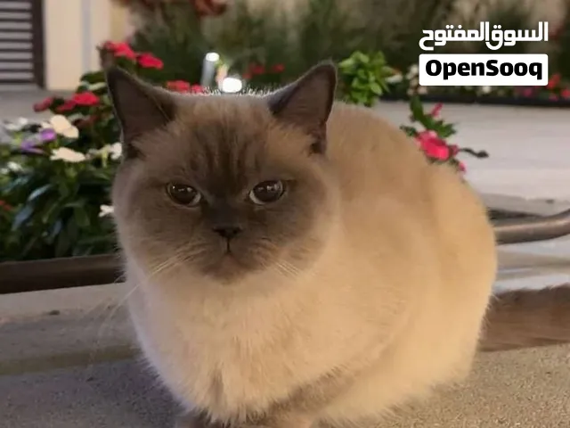 قطة : للتزواج