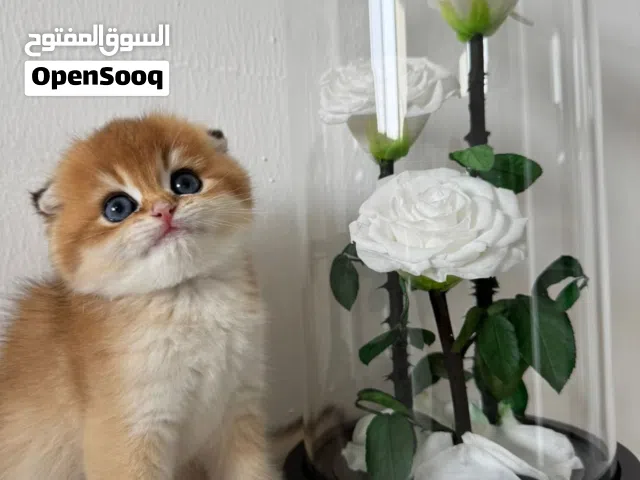 بريتش  CAT NY12