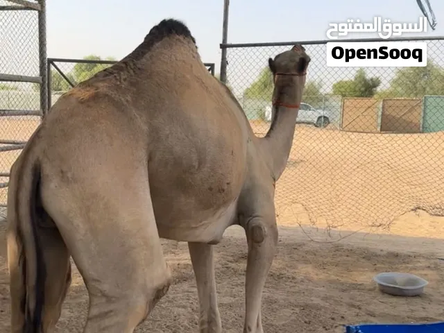 قعود لحم سمينن