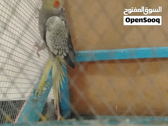 كوكتيل لاتيني