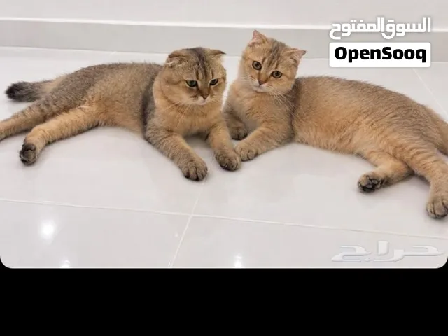 قط سكوتش فولد للبيع