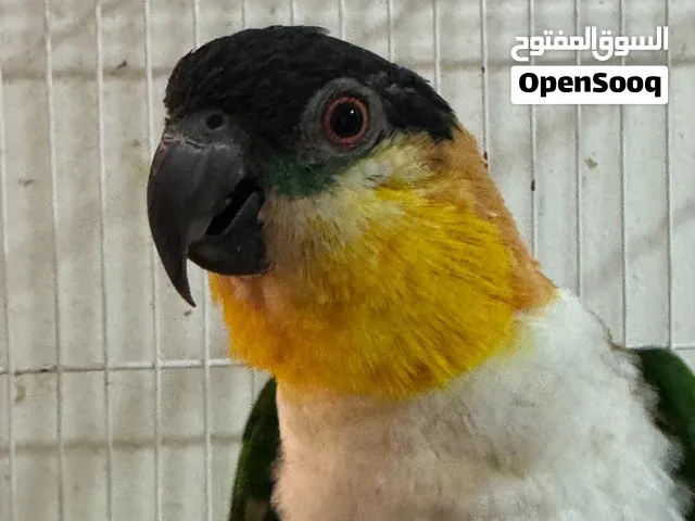 كيك ببغاء 2000 الجاد يكلمني غير الجاد ي ريت لا يزعجني