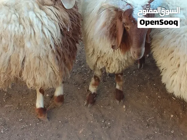 خرفان بلدي للبيع