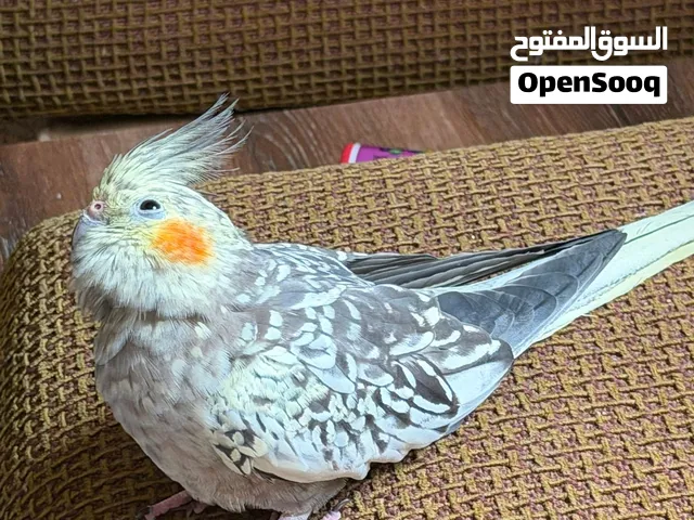 احتاج طائر كوكتيل للتبني