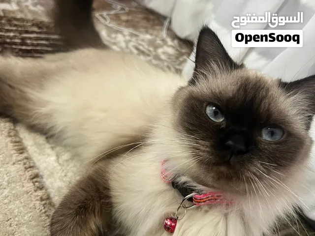 قطة هملايا