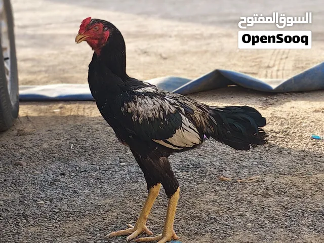 أسعار 16رايل الموقع صور العفيه