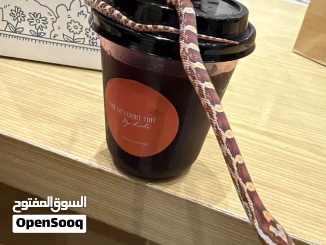 حيه corn snake