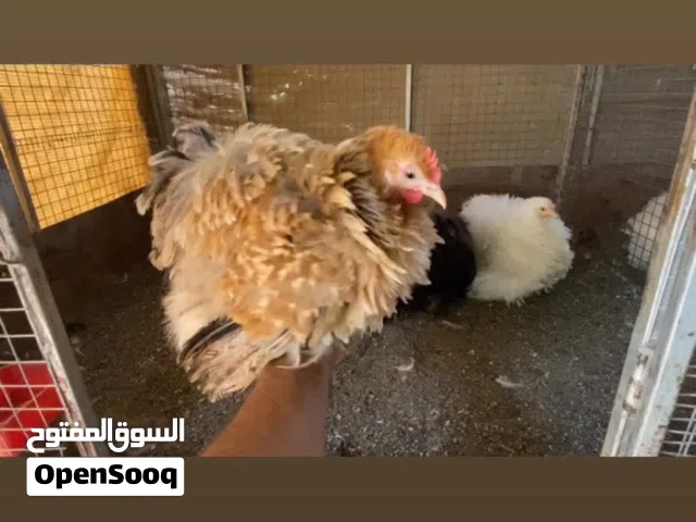 اطقم دجاج كوشن القزم وكوشن العملاق