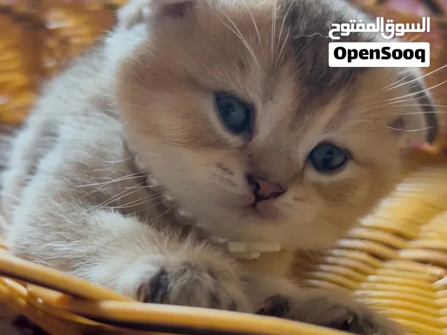 كيتنز سكوتش فولد واستريت بيور للبيع