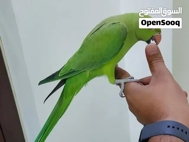 متوة نثية اليفة للبيع