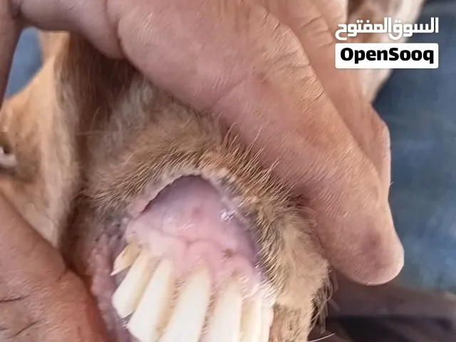 عنز سن خماسية عشار شهر ونص