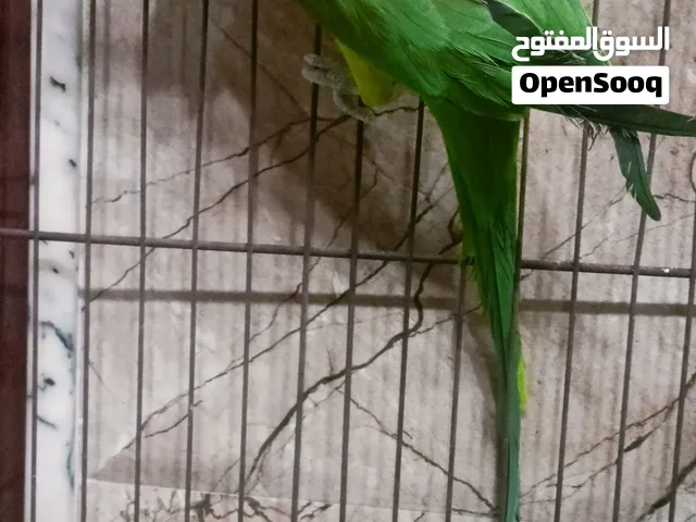 ذكر دره للبيع شرط التبزير