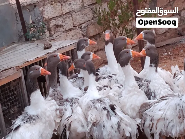 وز كيرلي للبيع