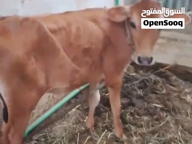 عجله جيرسي للبيع