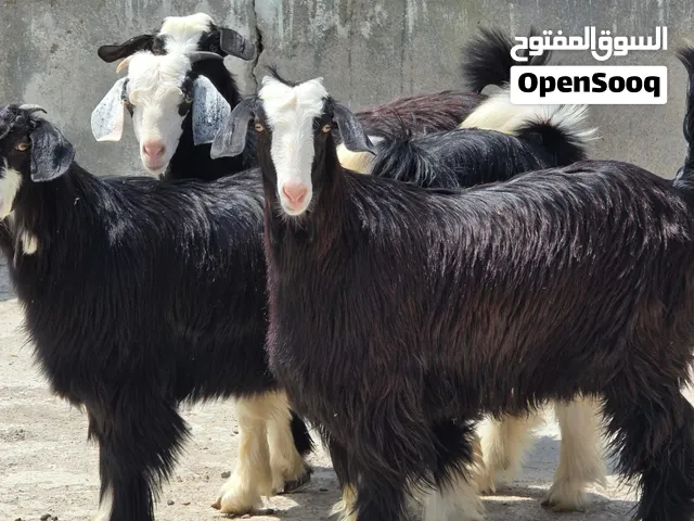 للبيع صخلات مع فحلهن اللون الملكي سمنه فول تبارك الله