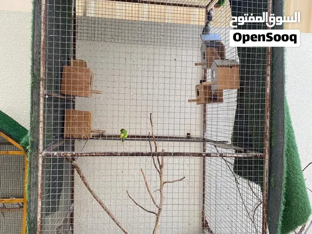 قفص كبير الطيور