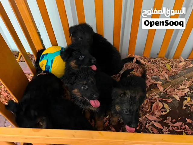 جراء جيرمن شبرد مستوى ممتاز